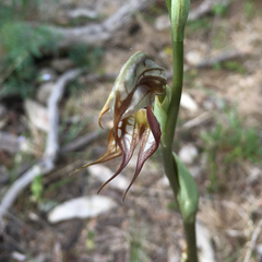 Pterostylis hamata