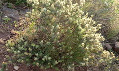 Phylica pubescens pubescens