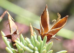Aspalathus rigidifolia