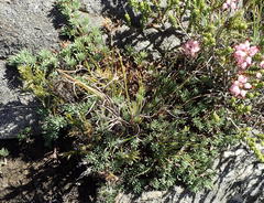 Aspalathus rigidifolia