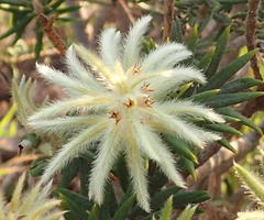 Phylica pubescens pubescens