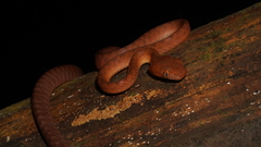 Boiga nigriceps