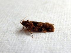 Barea melanodelta