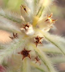Phylica pubescens pubescens