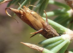 Aspalathus rigidifolia