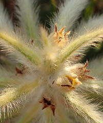 Phylica pubescens pubescens