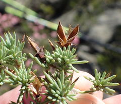 Aspalathus rigidifolia