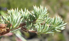 Aspalathus rigidifolia