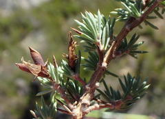 Aspalathus rigidifolia