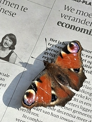 Aglais io