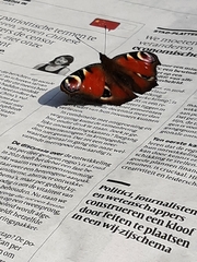 Aglais io