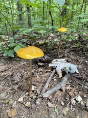 Hymenopellis sinapicolor