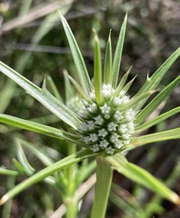 Eryngium pinnatifidum