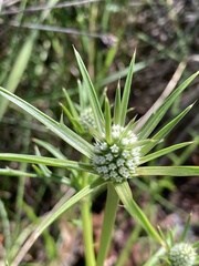 Eryngium pinnatifidum