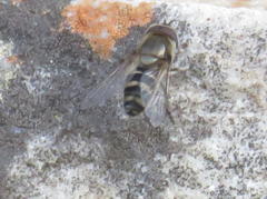 Betasyrphus intersectus