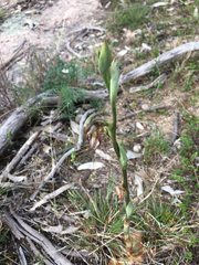 Pterostylis hamata