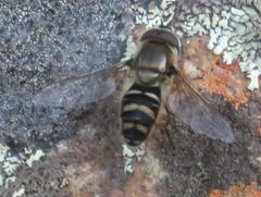 Betasyrphus intersectus