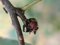 Callirhytis perditor