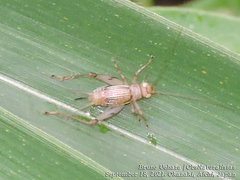 Svistella bifasciata