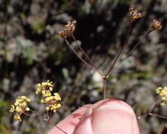 Annesorhizeae