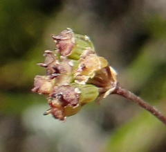 Annesorhizeae