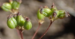 Annesorhizeae
