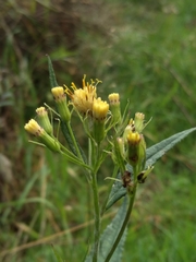 Senecio cacaliaster