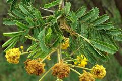 Vachellia nilotica subsp. kraussiana image