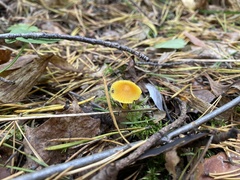 Mycena aurantiomarginata