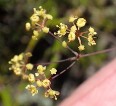 Annesorhizeae