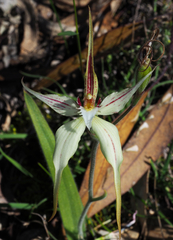Caladenia × triangularis