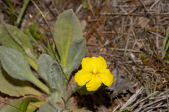 Goodenia robusta