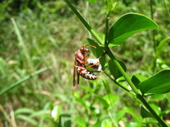 Polistes fastidiosus