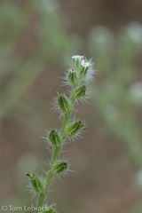 Cryptantha crassisepala