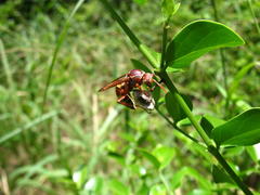 Polistes fastidiosus