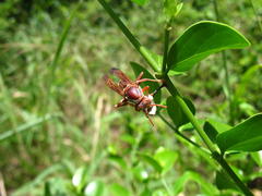 Polistes fastidiosus