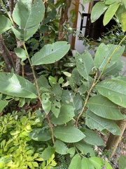 Dillenia suffruticosa