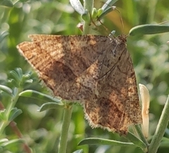 Isturgia murinaria