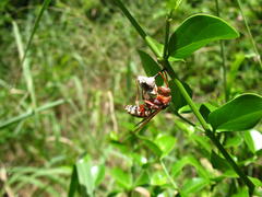 Polistes fastidiosus
