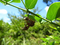 Polistes fastidiosus