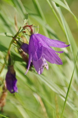 Campanula rapunculoides