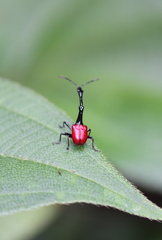 Trachelophorus giraffa