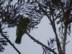 Chloropsis aurifrons