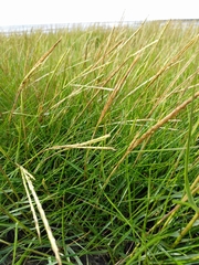 Sporobolus anglicus