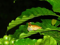 Raorchestes luteolus