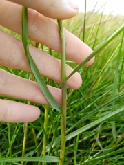Sporobolus anglicus