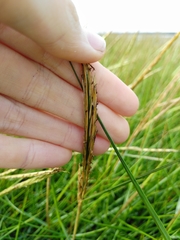 Sporobolus anglicus