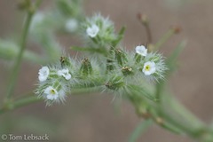 Cryptantha crassisepala