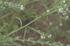Cryptantha crassisepala