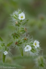 Cryptantha crassisepala